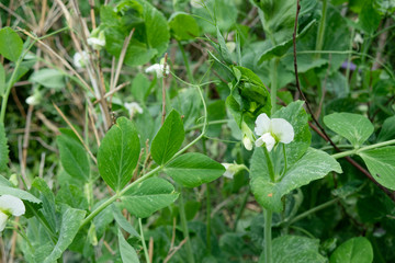 Obraz premium スナップエンドウの花