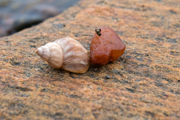 Cockleshell with a stone lies on a large stone by the sea