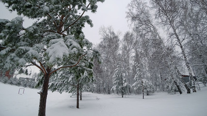 Beautiful forest in winter. Fir-trees and birches are covered with fluffy snow. The concept of New Year's holiday.