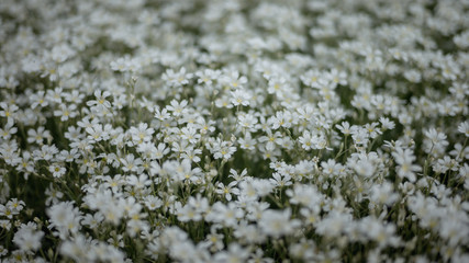 white flowers on a background