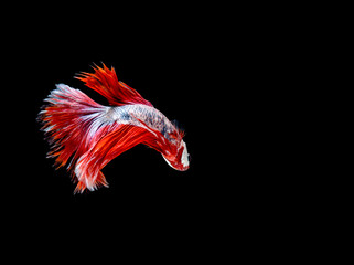 Red and white Pla-kad Thai, Siamese fighting fish. Betta fish on black background