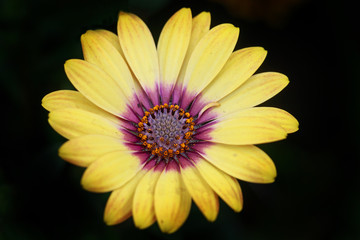 Isolated Yellow Osteospernum flower in full bloom