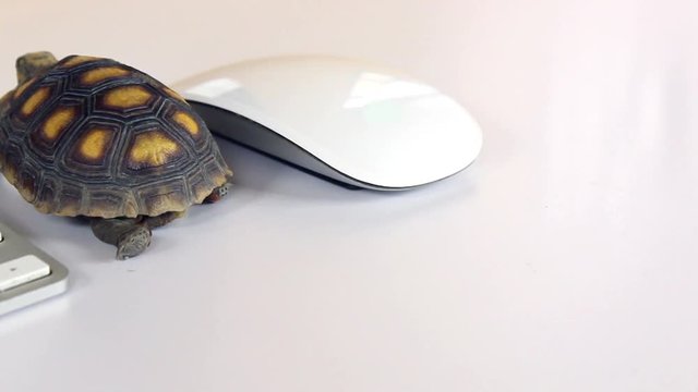turtle on computer with keyboard and wireless mouse, slow internet, slow processor