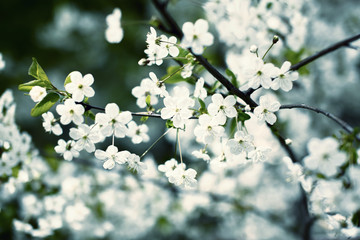Flowering cherry branch
