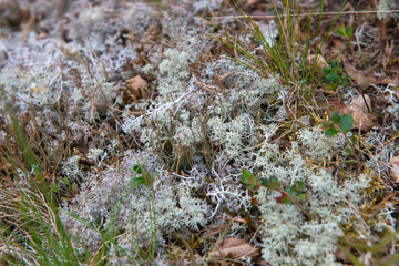 Moss covers the rocky shore of the White Sea
