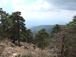 Panorama of high green forest on the background of mountain ranges of sunny blue sky on the horizon.