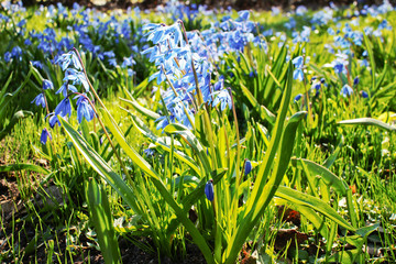 springtime, blooming blue flowers on a sunny warm day, perennial herbaceous bulbous plants