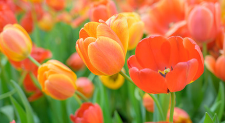 Tulip Flower in Garden.,Nature background.