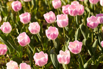 Blooming spring flowers tulips in the sunlight at park