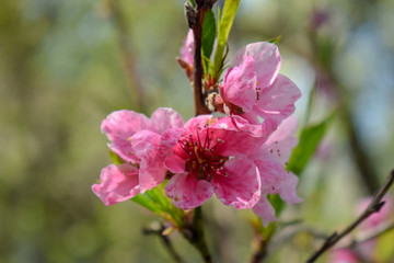 Obraz premium Beautiful Peach Blossom on nature background. Peach tree in early spring