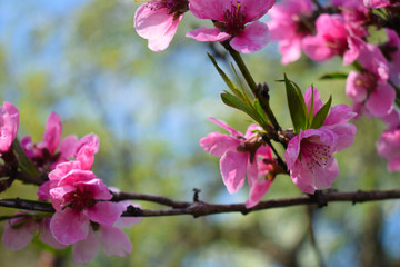 Beautiful Peach Blossom on nature background. Peach tree in early spring