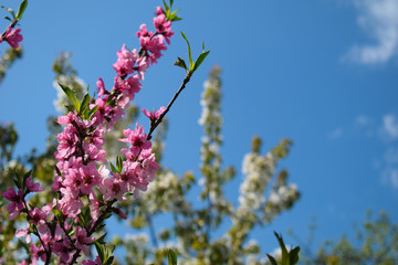 Beautiful Peach Blossom on nature background. Peach tree in early spring