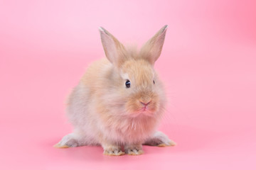 Brown adorable baby rabbit on pink background. Cute baby rabbit.