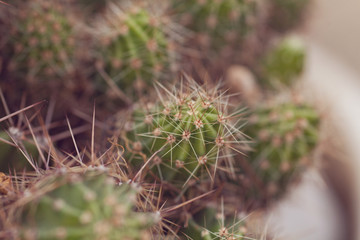 Cuctus detail close up background