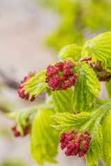 Spring outdoor green leaves and red flower buds, maple
