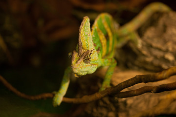 chameleon portrait in the zoo