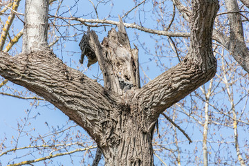 Obraz premium great horned owl