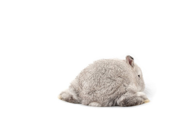 Gray adorable baby rabbit on white background. Cute baby rabbit.