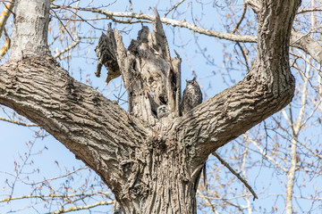 great horned owl