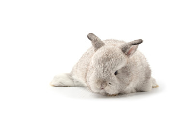 Gray adorable baby rabbit on white background. Cute baby rabbit.