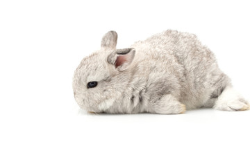 Gray adorable baby rabbit on white background. Cute baby rabbit.