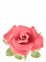a pink rose on a white background