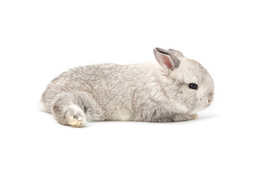 Gray adorable baby rabbit on white background. Cute baby rabbit.