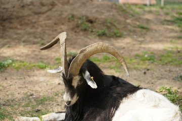 Europäischer Mufflon