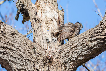 great horned owl