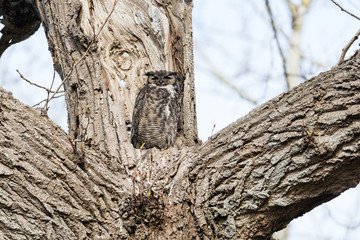 great horned owl