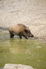 Wildschwein