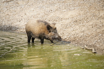 Wildschwein