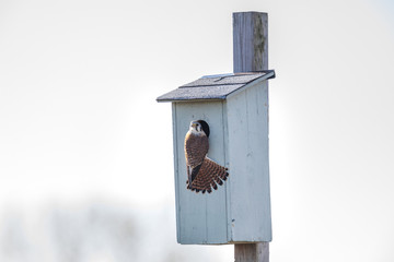 american kestrel bird