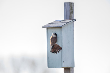 american kestrel bird