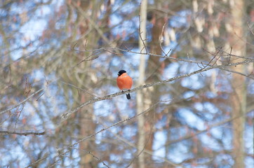 Bullfinch on branch. Male. Female. 