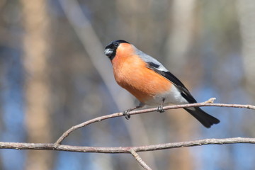 Bullfinch on branch. Male. Female. 