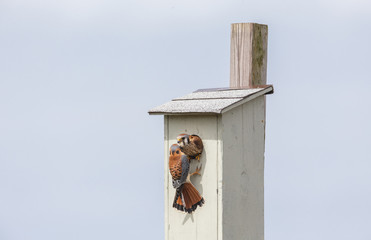 american kestrel bird