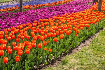 A beautiful plantation of tulips that will make millions of women happy.