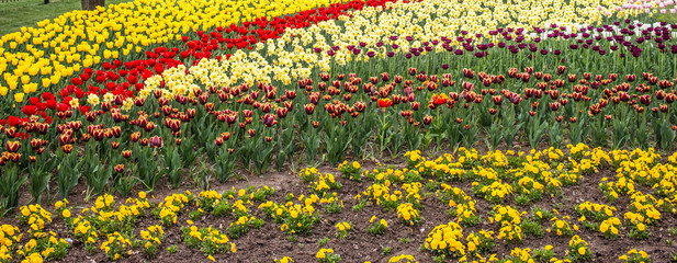 Fototapeta na wymiar A beautiful plantation of tulips that will make millions of women happy.