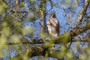 coopers hawk bird