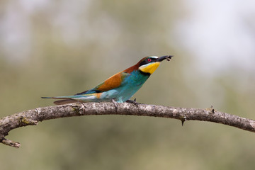 Ritratto di un gruccione con una vespa nel becco (Merops apiaster)