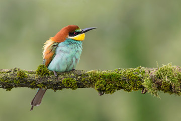 Splendido ritratto di un gruccione (Merops apiaster)