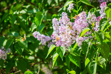 Fototapeta na wymiar Butterflies enjoy blooming purple lilacs.