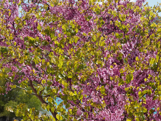 Arbre de Jud&eacute;e ou Gainier silicastre 'Cercis siliquastrum' aux feuilles rondes et fleurs rose pourpre
