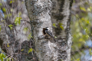 black capped chickadee nest