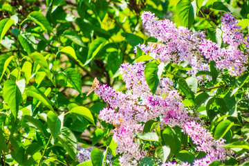 Fototapeta na wymiar Butterflies enjoy blooming purple lilacs.