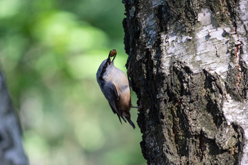 Nuthatch extracts food sitting on the side of the tree. Birds