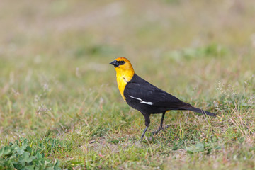 yellow headed blackbird