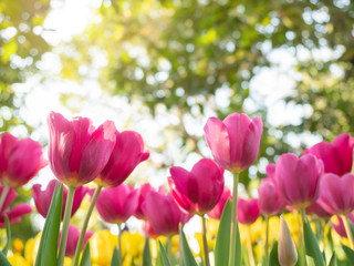 Field of pink tulips in spring day with blur natural and light background