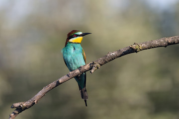 Naklejka premium Gruccione europeo all'alba (Merops apiaster)